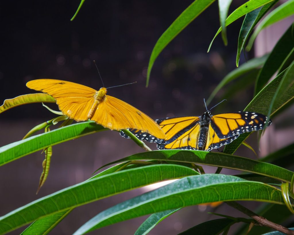 Butterfly Conservatory at Museum of Natural History Affected by Hurricanes