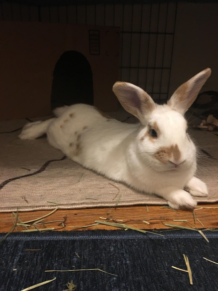 Photo Courtesy of Noah Defranceschi. Chai, Noah Defranceschi’s emotional support animal, lays in his bed in Defranceschi’s dorm room.