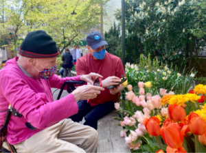 Stanley Goldberg (left) and Richard Daniels (right) take photos of tulips in the West Side community garden