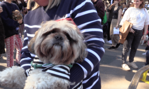 A dog wearing a little French hat at the Halloween Dog Parade. Credit: Yael Chiappori.