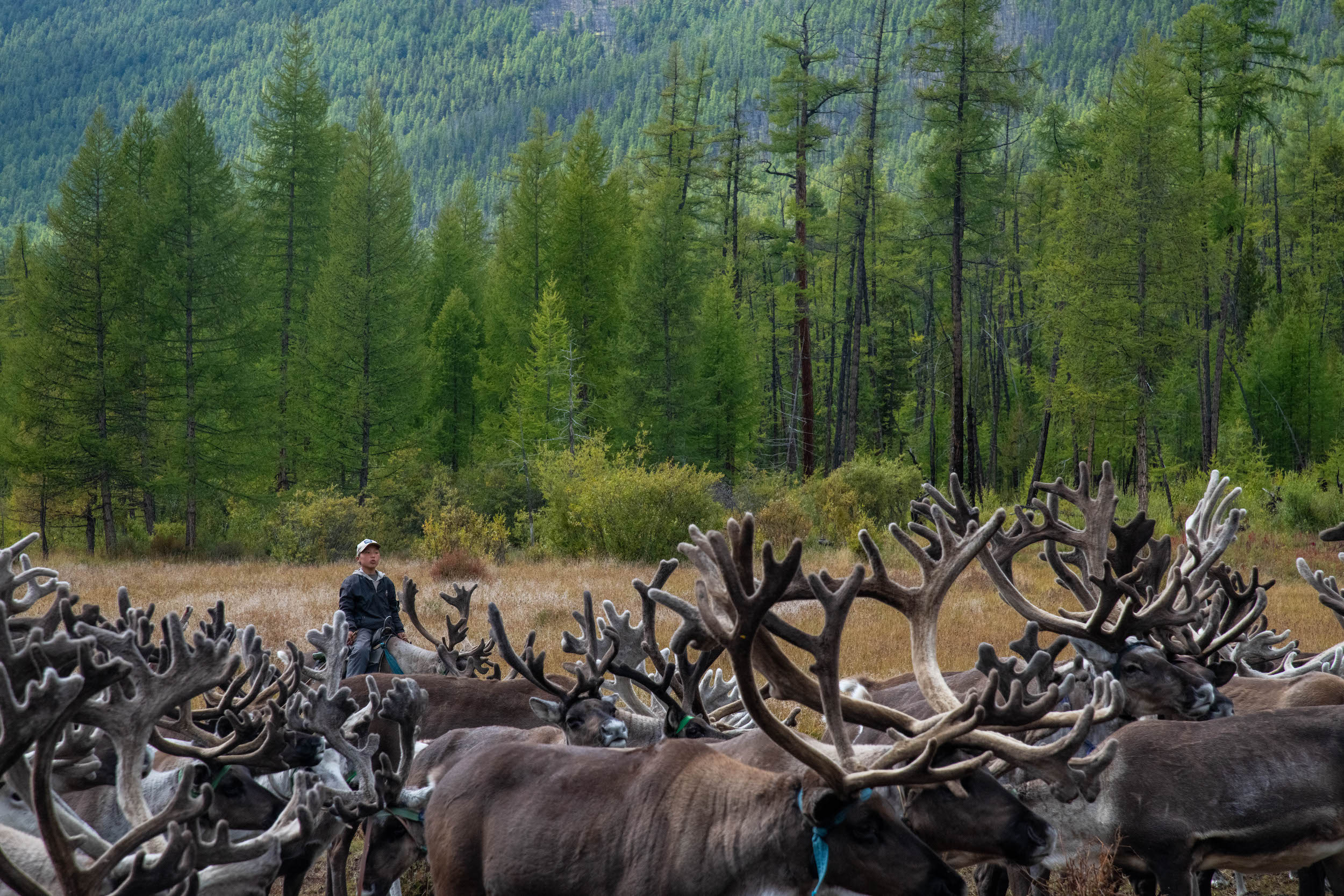 The foreground is filled with reindeer and their bobbing antlers, and the background is a slope of green trees. On the other side of the herd, a young boy with a white baseball cap rides his own reindeer. 