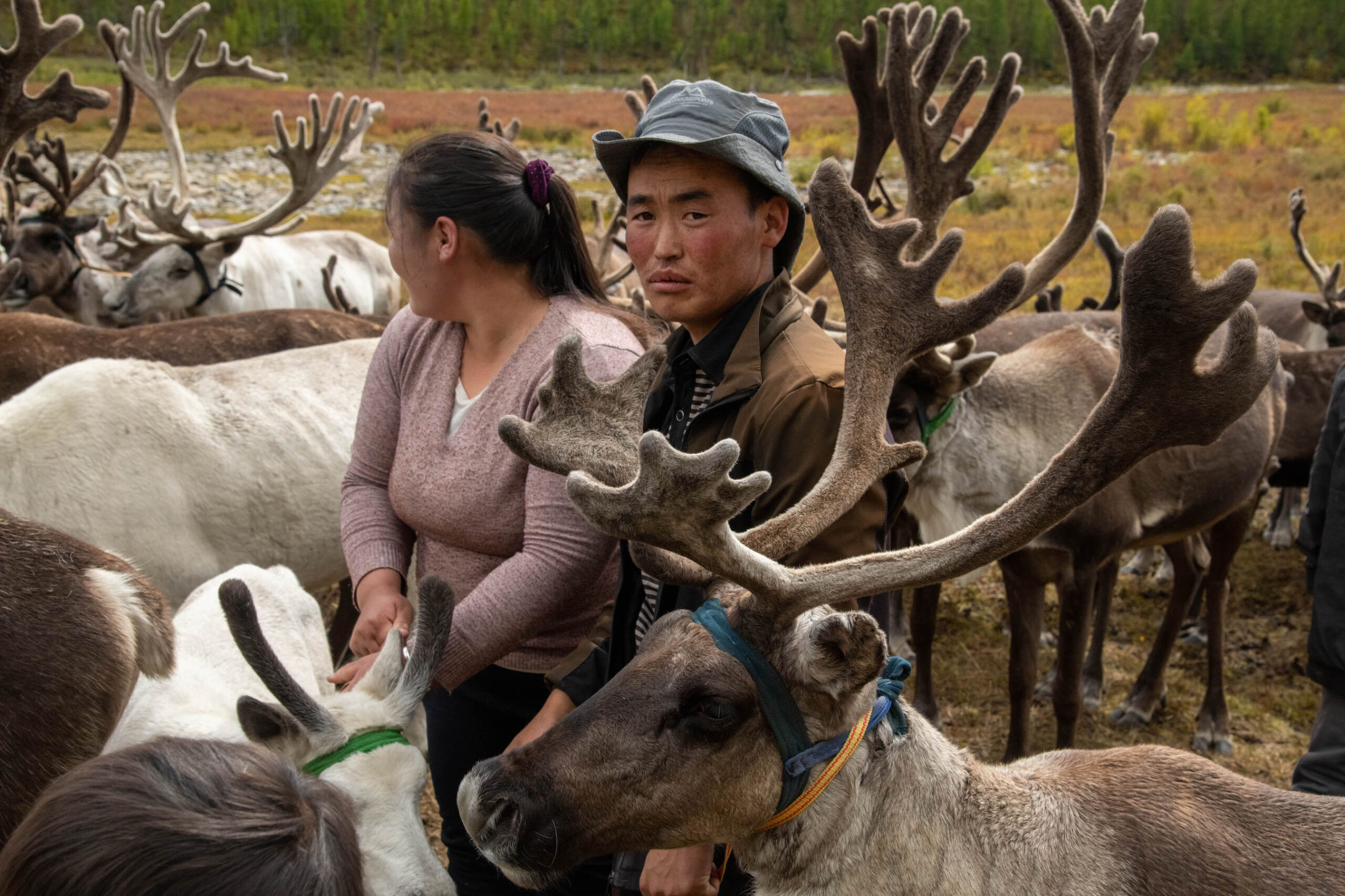 A couple, Mandah's son and his wife, stand in the middle of a herd of reindeer. The woman in a light pink sweater is looking across the herd, and the man is looking at the camera. He is wearing a blue hat and his face is framed by antlers in the foreground. 