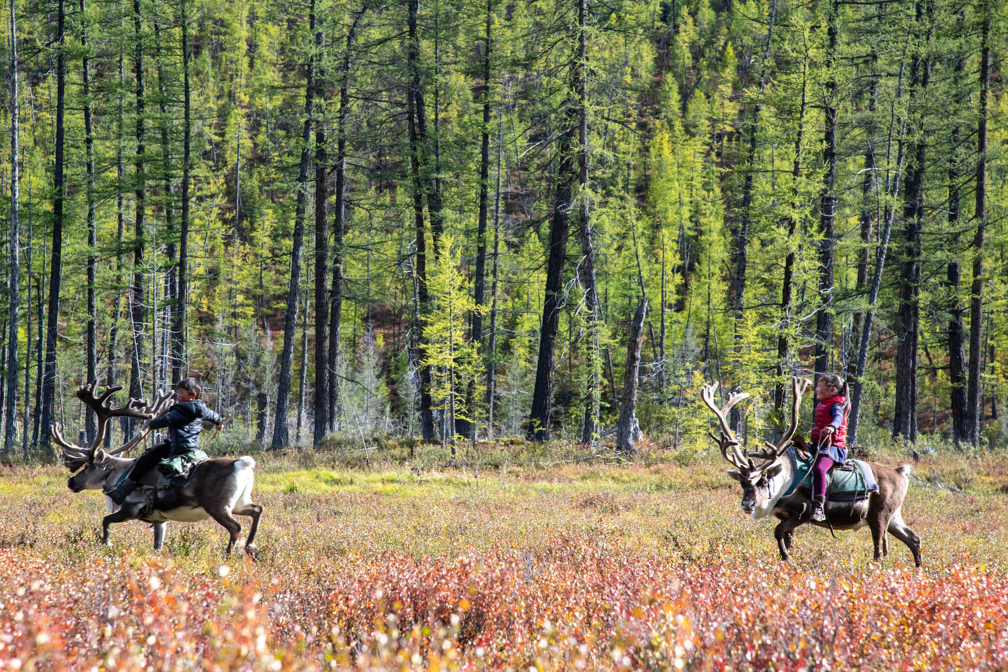 Two young children ride their respective reindeer from right to left across the frame. The background is a wall of trees, and the foreground is filled with reddish-yellow undergrowth.