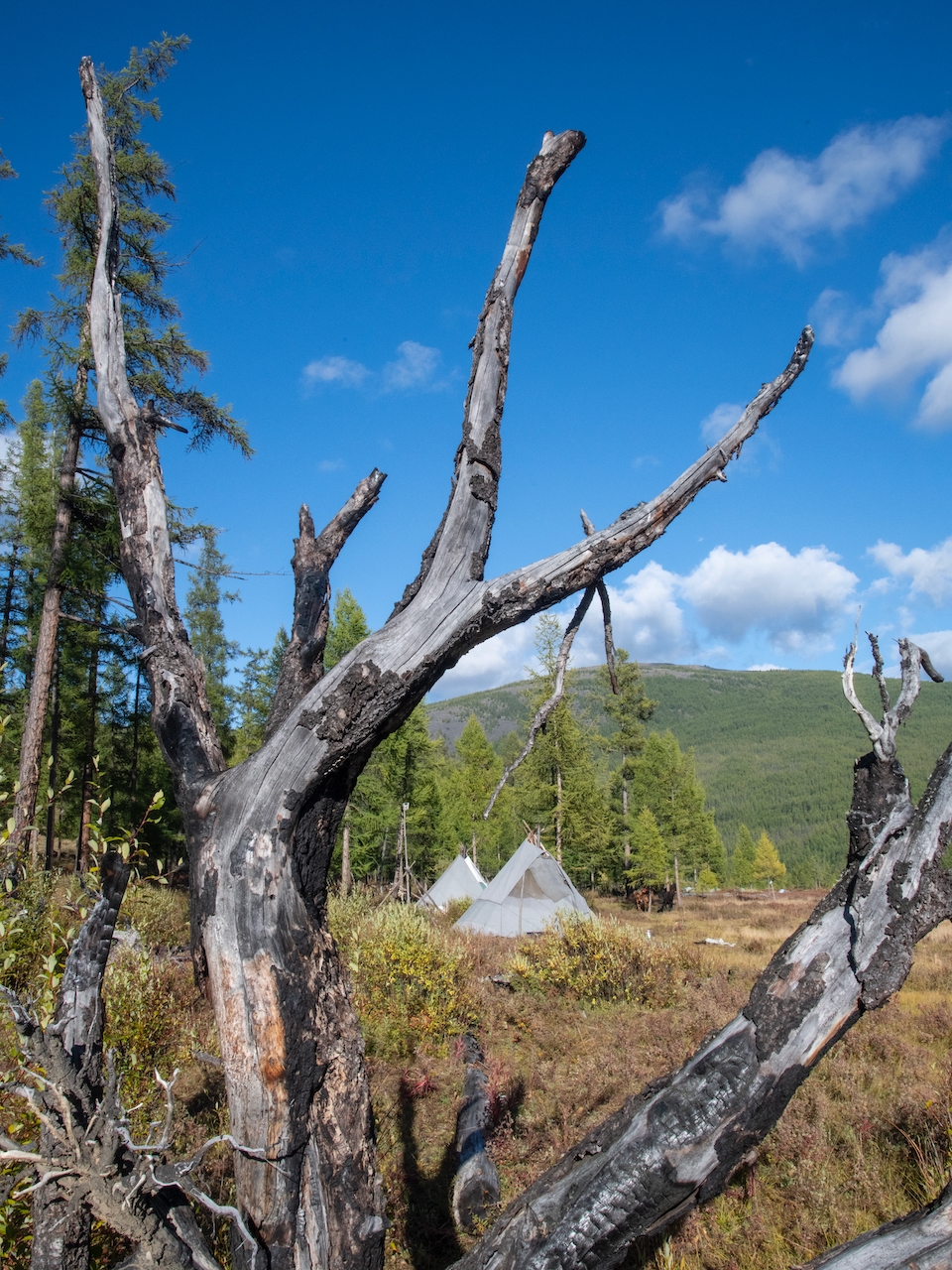 In foreground are gnarled roots framing two teepees in the distance in a grove of evergreens. 