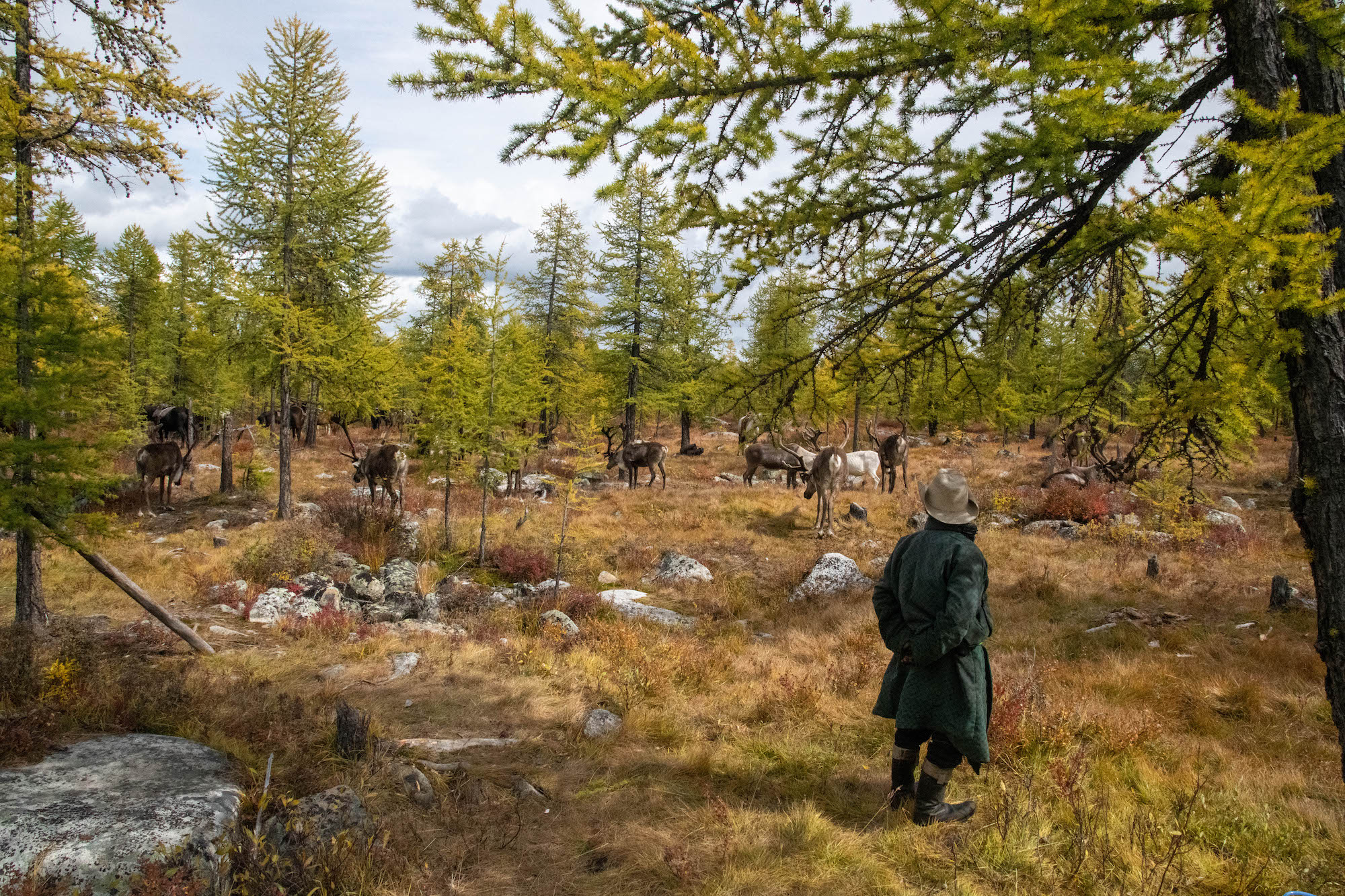 A man in a cowboy hat and green deel stand in a wooded thicket with his back to the camera. He is looking at a multitude of reindeer amongst the trees.