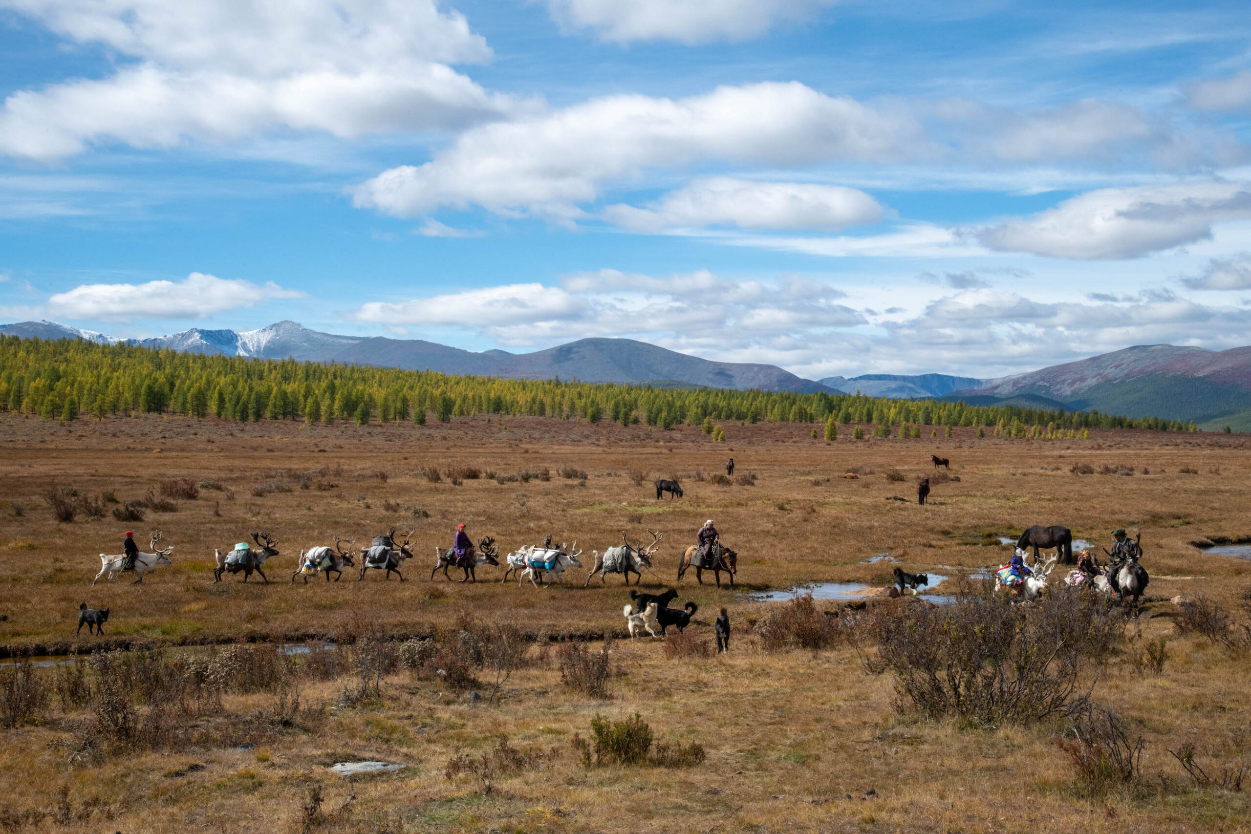A small stream in a bog is crossed by a reindeer caravan. Trees and mountains rise in the background.