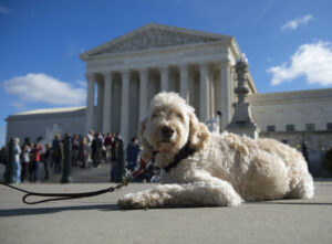 Supreme Court Service Dog
