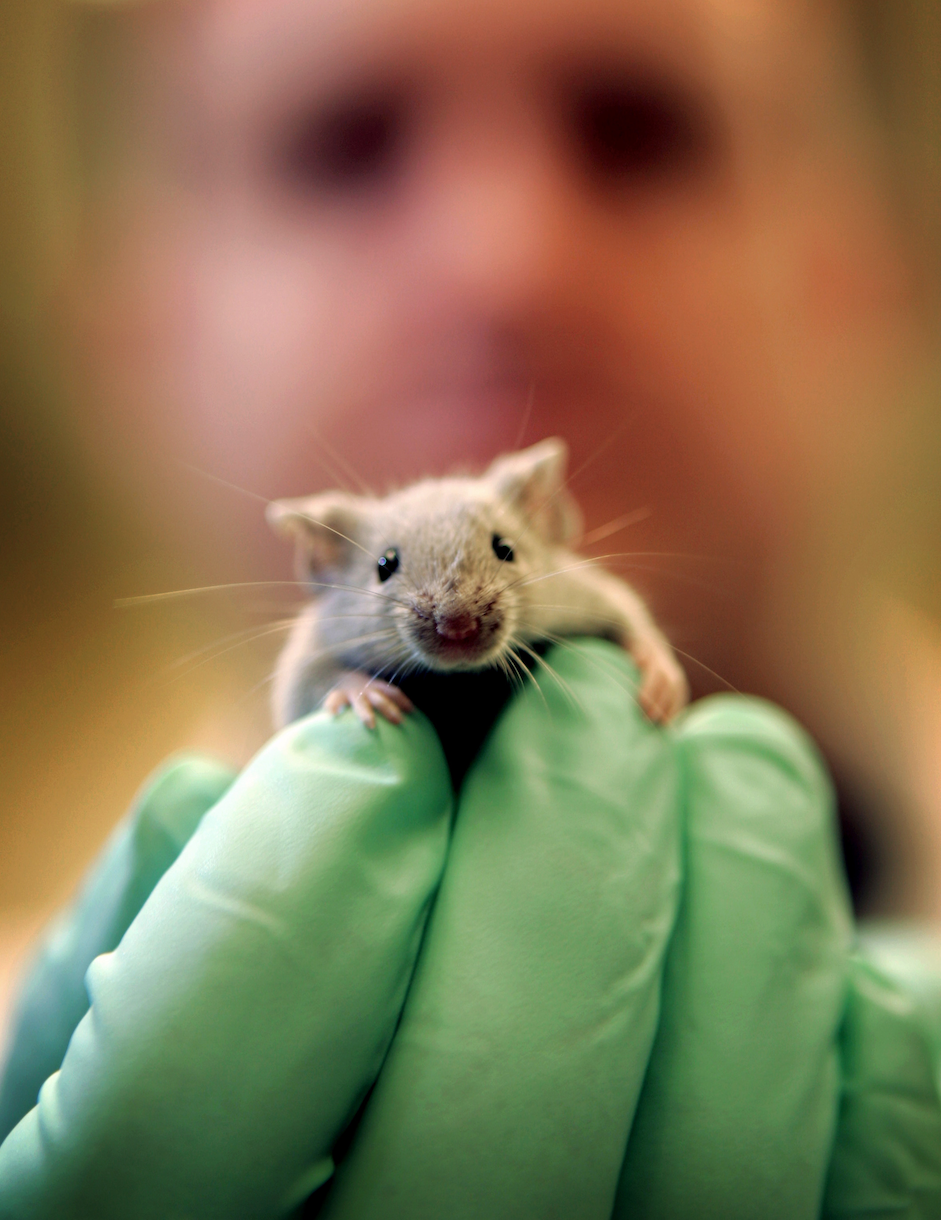 A mouse sits on top of a lab technician's mint colored glove.